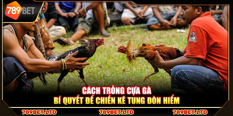 Cách trồng cựa gà – Bí quyết để chiến kê tung đòn hiểm