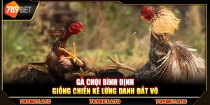 Gà chọi Bình Định – Giống chiến kê lừng danh đất võ
