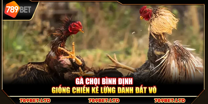Gà chọi Bình Định – Giống chiến kê lừng danh đất võ