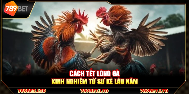 Cách tết lông gà – Kinh nghiệm từ sư kê lâu năm