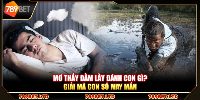Mơ thấy đầm lầy đánh con gì? Giải mã con số may mắn