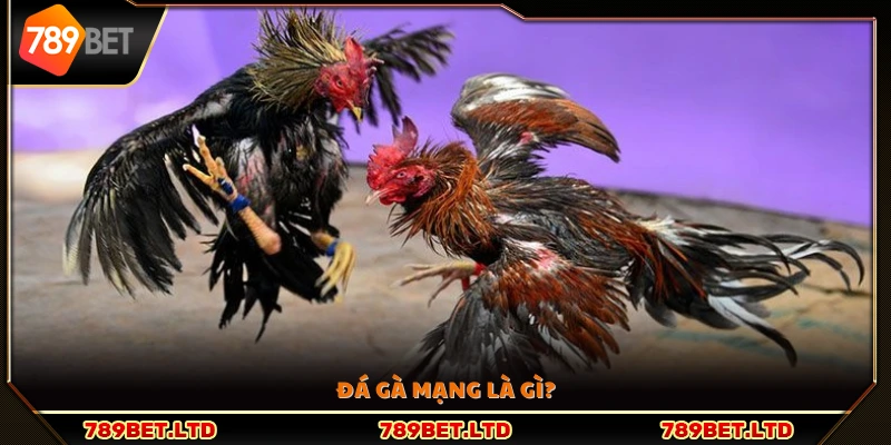 Giới thiệu tổng quan hình thức đá gà mạng