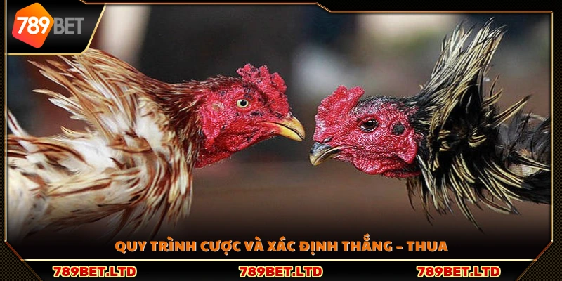 Các bước đặt cược và cách tính kết quả trận đấu