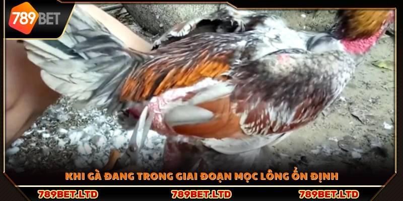 Lúc gà mọc lông đã ổn định