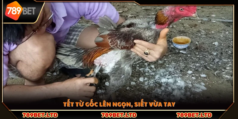 Cách tết lông gà từ phần gốc đến ngọn, giữ độ chặt vừa phải