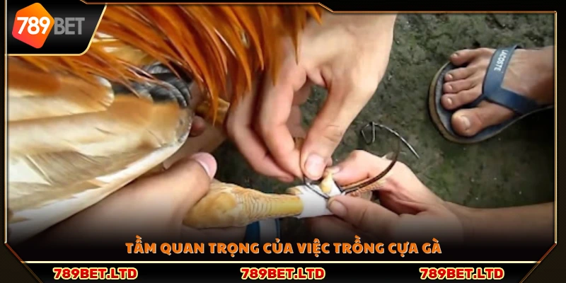 Vai trò thiết yếu của cách trồng cựa gà chọi