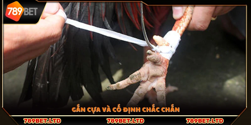 Tiến hành gắn cựa và siết chặt an toàn