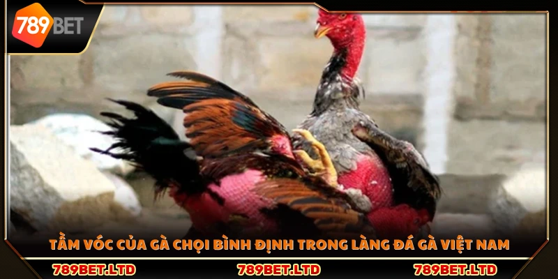 Vị thế nổi bật của gà chọi Bình Định trong giới gà chọi Việt