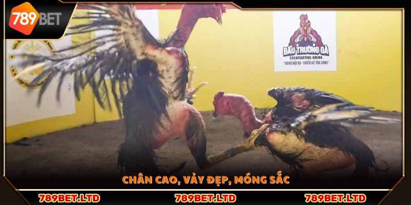 Đặc điểm chân thon dài, vảy sáng rõ, móng nhọn bén