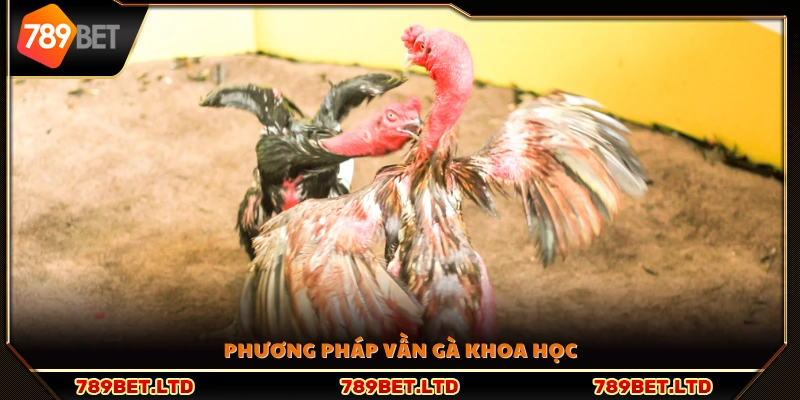 Quy trình vần gà bài bản và hợp lý