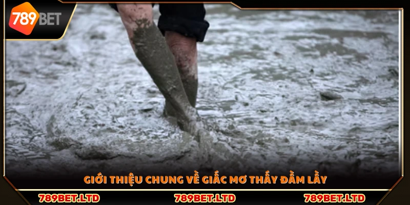 Một vài nét khi nằm mơ thấy đầm lầy