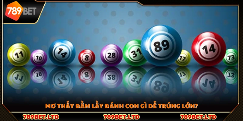 Nằm mơ thấy đầm lầy nên chọn số nào để dễ thắng lớn?