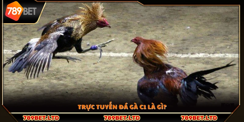 Giới thiệu tổng quan về trực tuyến đá gà c1